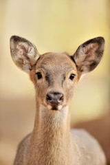 Deer in autumn forest