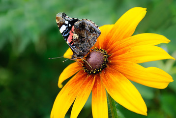 The butterfly on flower