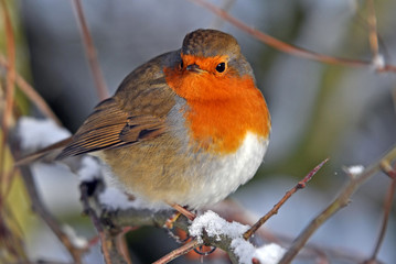 Christmas Robin
