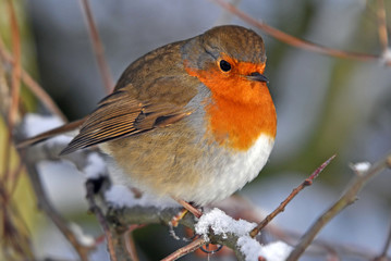 Christmas Robin