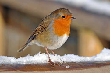 Robin