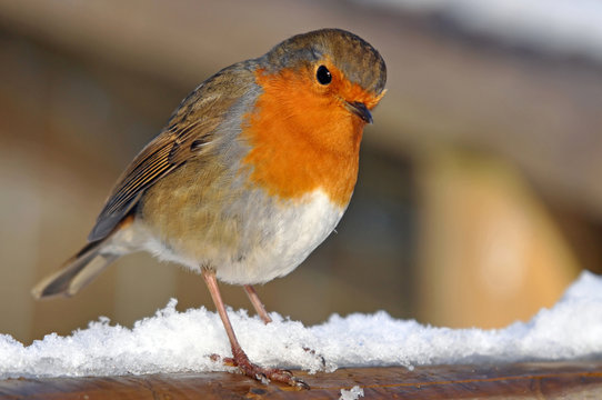 Robin Red Breast