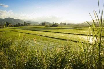rice fields northern luzon the philippines