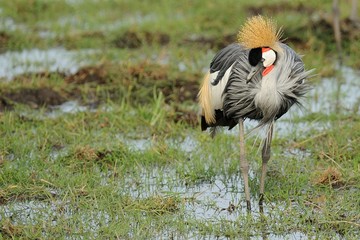 Gru coronata