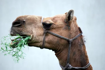 Papier Peint photo Lavable Chameau Camel eating grass