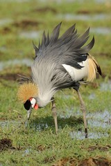 Gru coronata