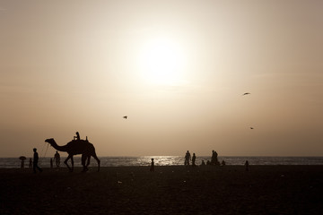 Fototapeta na wymiar A girl riding a camel at sunset