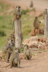 Babbuini in gruppo