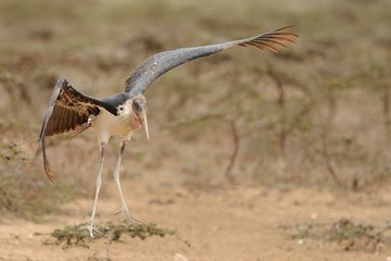Marabù d'Africa in volo