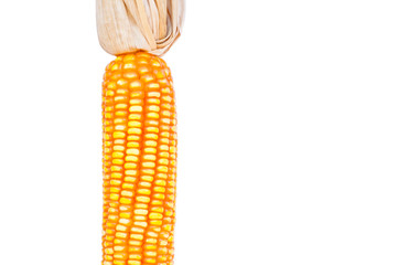 Corn on a white background
