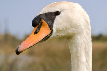 Fototapeta premium Mute swan