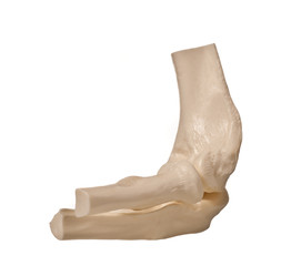 study model of an human knee