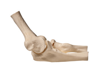 human study model of an elbow