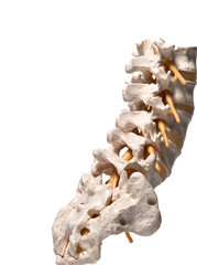 anatomic study model of an human spine