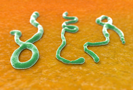 Virus &Eacute;bola