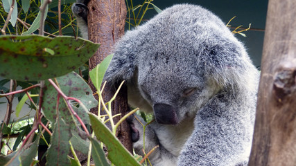 Ein Koala schläft auf einem Baum © WORLD OF INSPIRATION