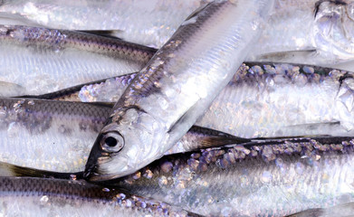 Herring fish background