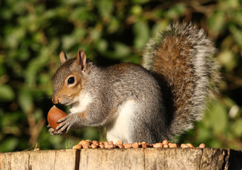 Naklejka na ściany i meble Portret Grey Squirrel jedzenia Kasztany jesienią