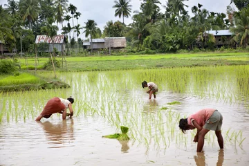 Gordijnen Aziatische Landen farmers working in the field  © jjuncadella