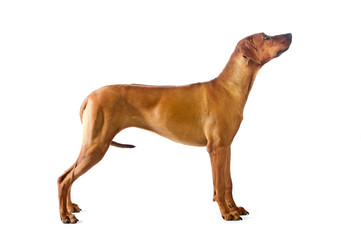 Beautiful dog rhodesian ridgeback standing isolalted