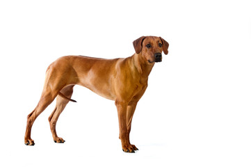 Beautiful dog rhodesian ridgeback standing isolalted