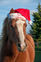 Christmas pony