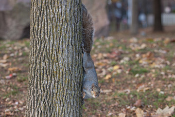 Squirrel