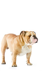 Obraz premium Cute English Bulldog dog staying isolated on white