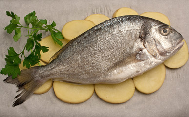 Orata