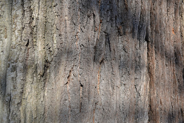 tree bark - background