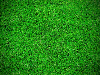 Fototapeta premium Grass meadow