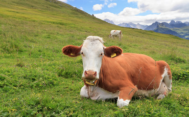 pascolo alpino - alpine pasture