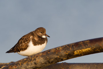 Ruddy Turnstone