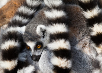 Ring-tailed lemurs (Lemur catta) huddle together