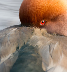 red crested pochard (Netta Rufina) Close-up