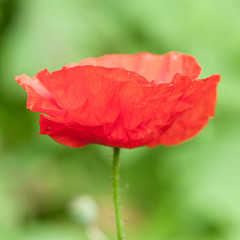 Red Poppy