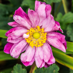 Obraz premium Sadness