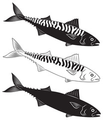 mackerel
