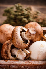 Edible mushrooms