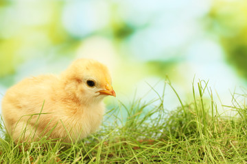 beautiful little chicken on green grass in garden