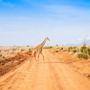 Fototapeta Free Giraffe in Kenya