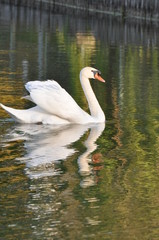 Naklejka premium Cigno