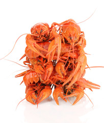 Tasty boiled crayfishes isolated on white