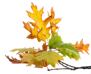 Obraz premium twig of oak with autumn yellow leaves, isolated on white