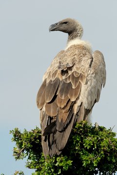 Grifone dorsobianco
