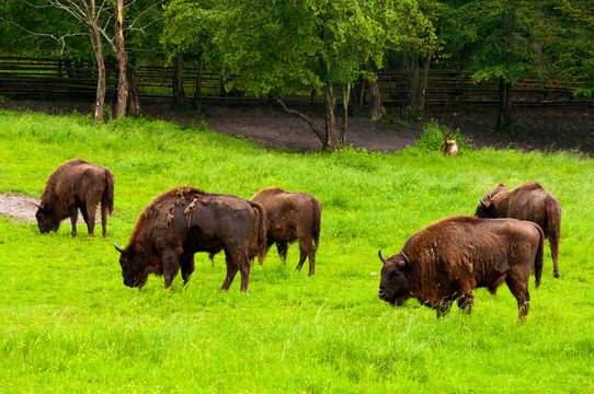 Bisons