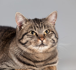 Adult cat on a gray background