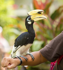 Hornbill perching on visitor hand - 46896908