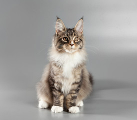 Fototapeta na wymiar Kitten on a gray background. Maine Coon
