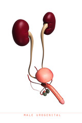 Human kidney structure